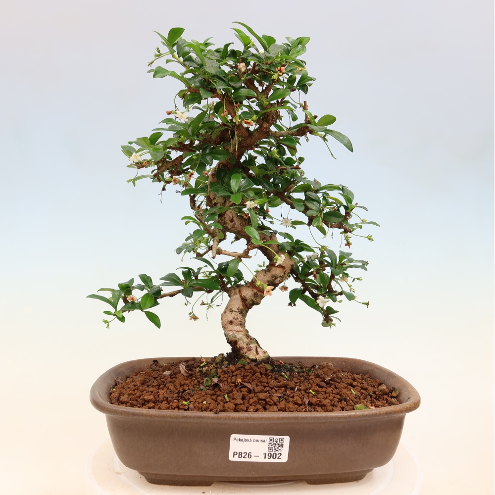 Kamerbonsai - Carmona macrophylla - Thee fuki