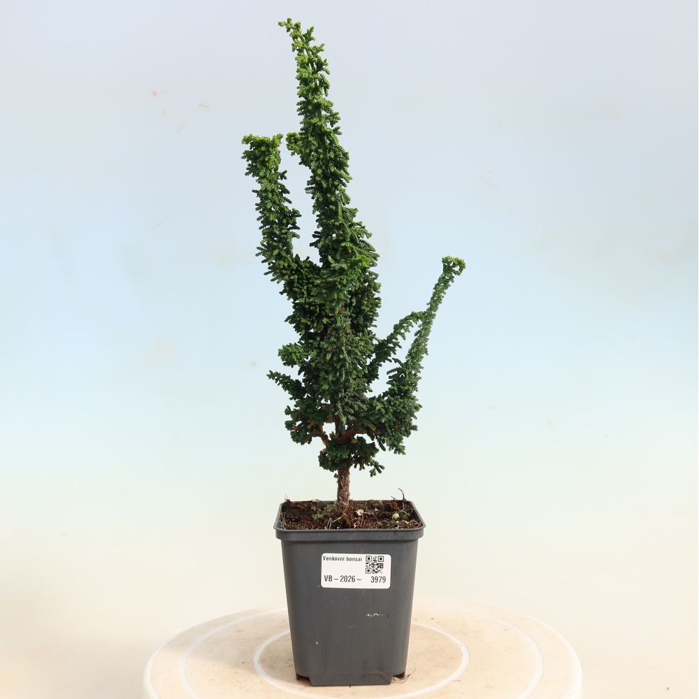 Bonsai voor buiten - Cham. obtusa SEKKA HINOKI - Cipres