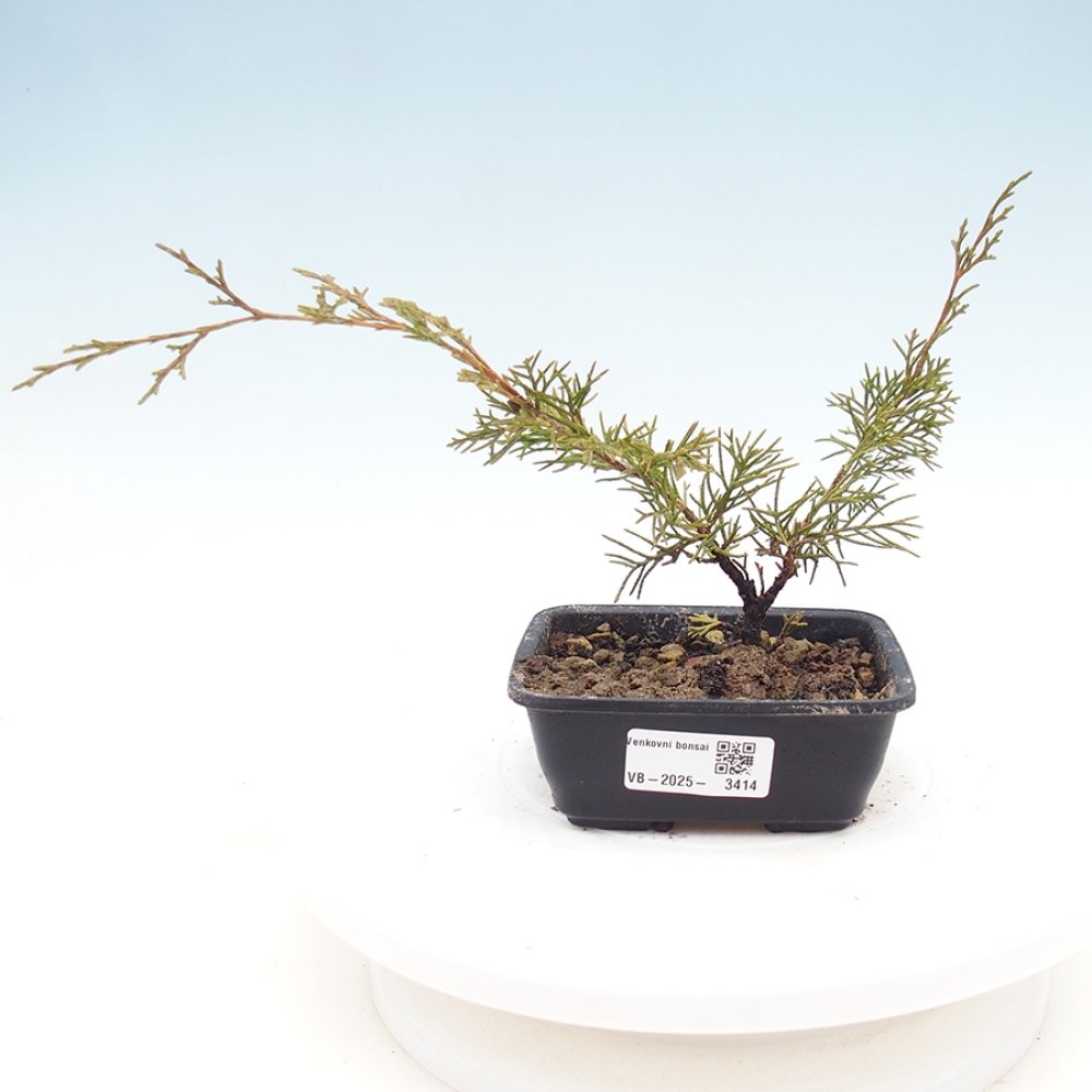 Bonsai voor buiten - Juniperus chinensis Itoigawa