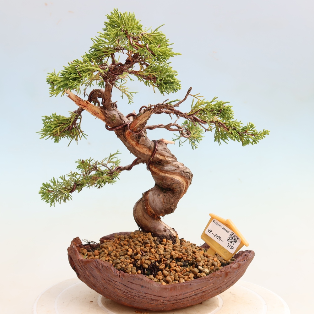 Bonsai voor buiten - Juniperus chinensis Itoigawa-Juniperus chinensis