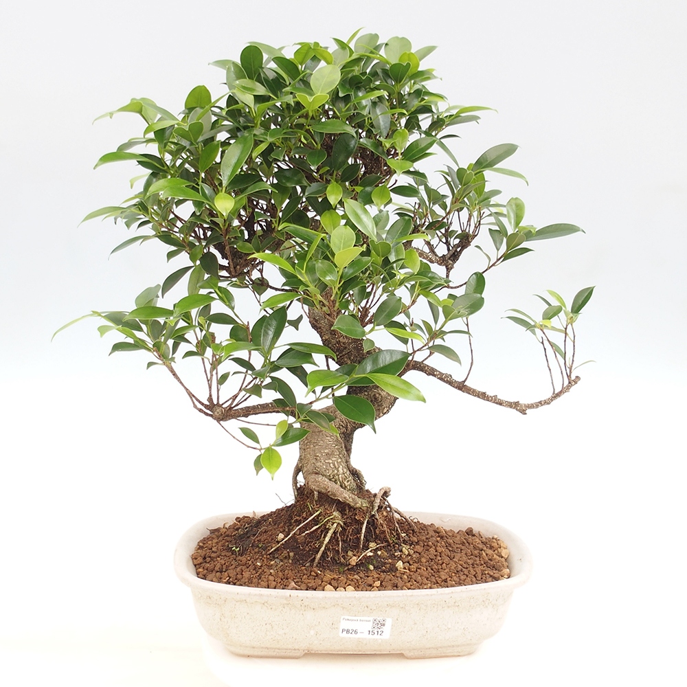 Kamerbonsai - Ficus kimmen - kleinbladige ficus