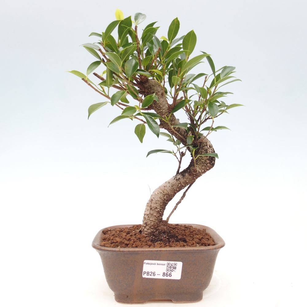 Kamerbonsai - Ficus retusa - kleinbladige ficus