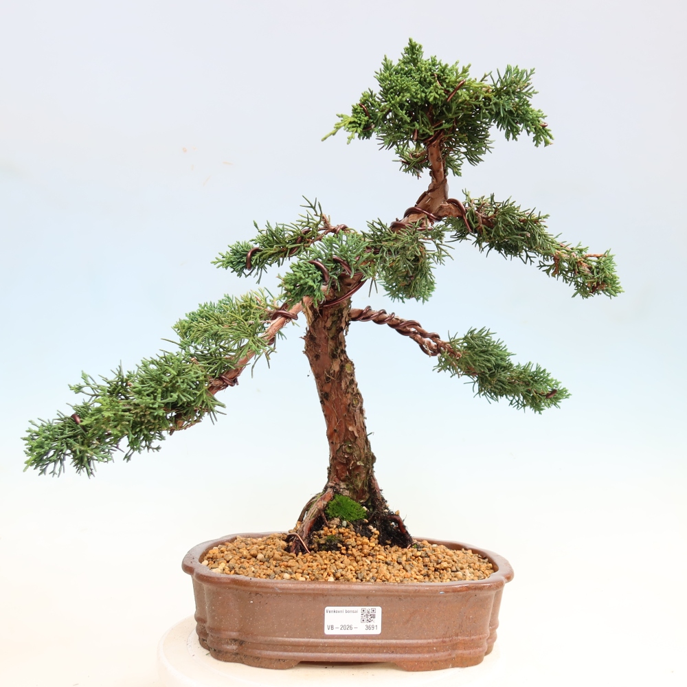 Bonsai voor buiten - Juniperus chinensis Kishu