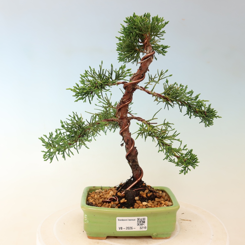 Bonsai voor buiten - Juniperus chinensis Kishu