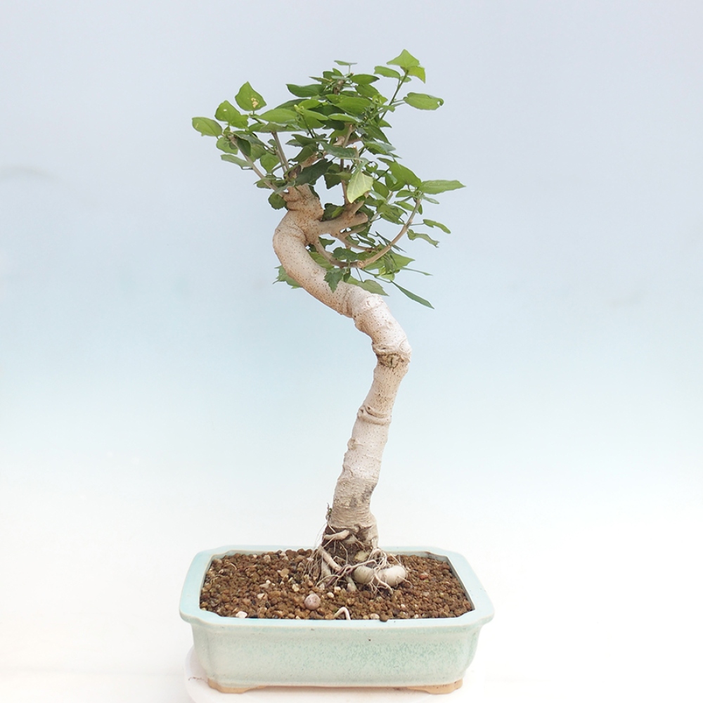 Bonsai voor binnen - Malvaviscus arboreus