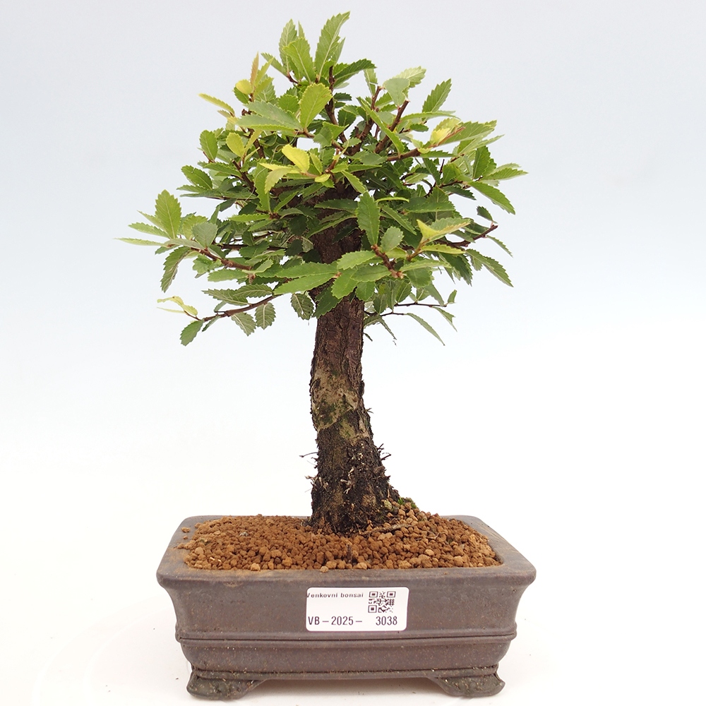 Bonsai voor buiten - Zelkova - Zelkova NIRE