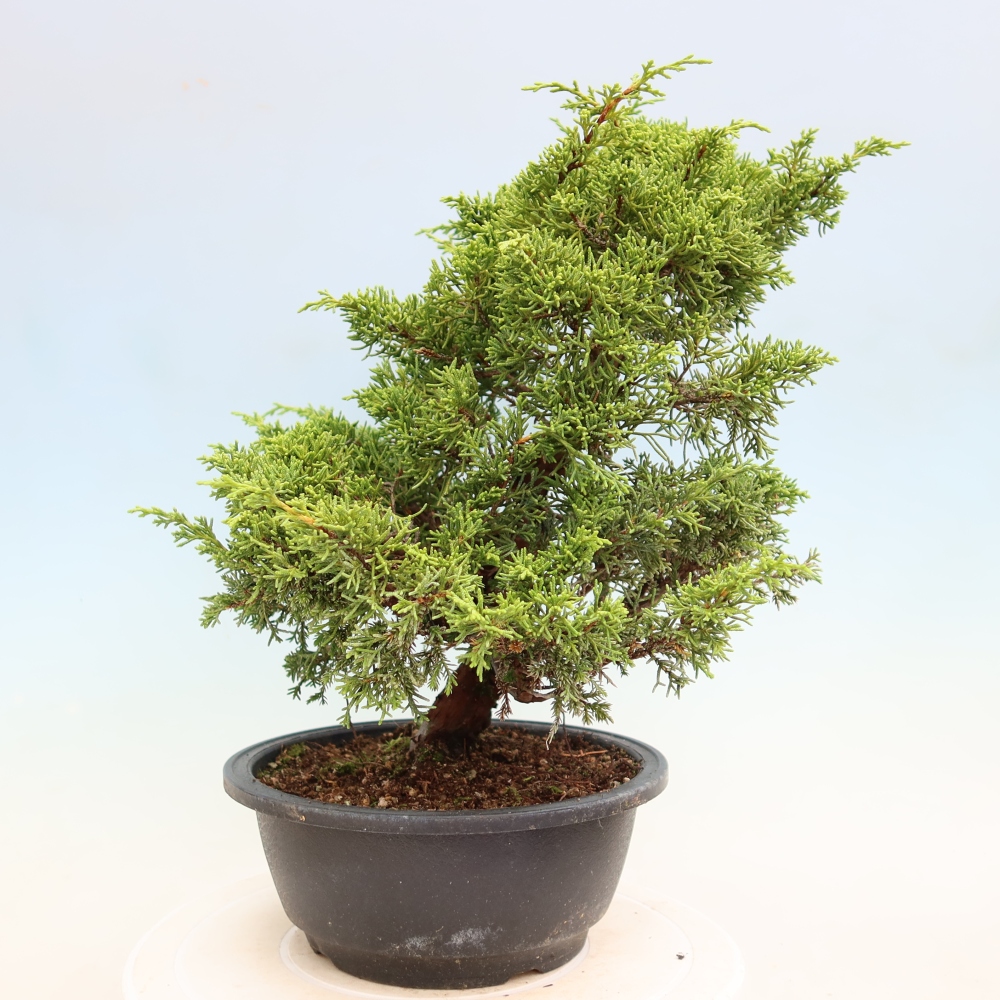 Bonsai voor buiten - Juniperus chinensis Itoigawa-Juniperus chinensis