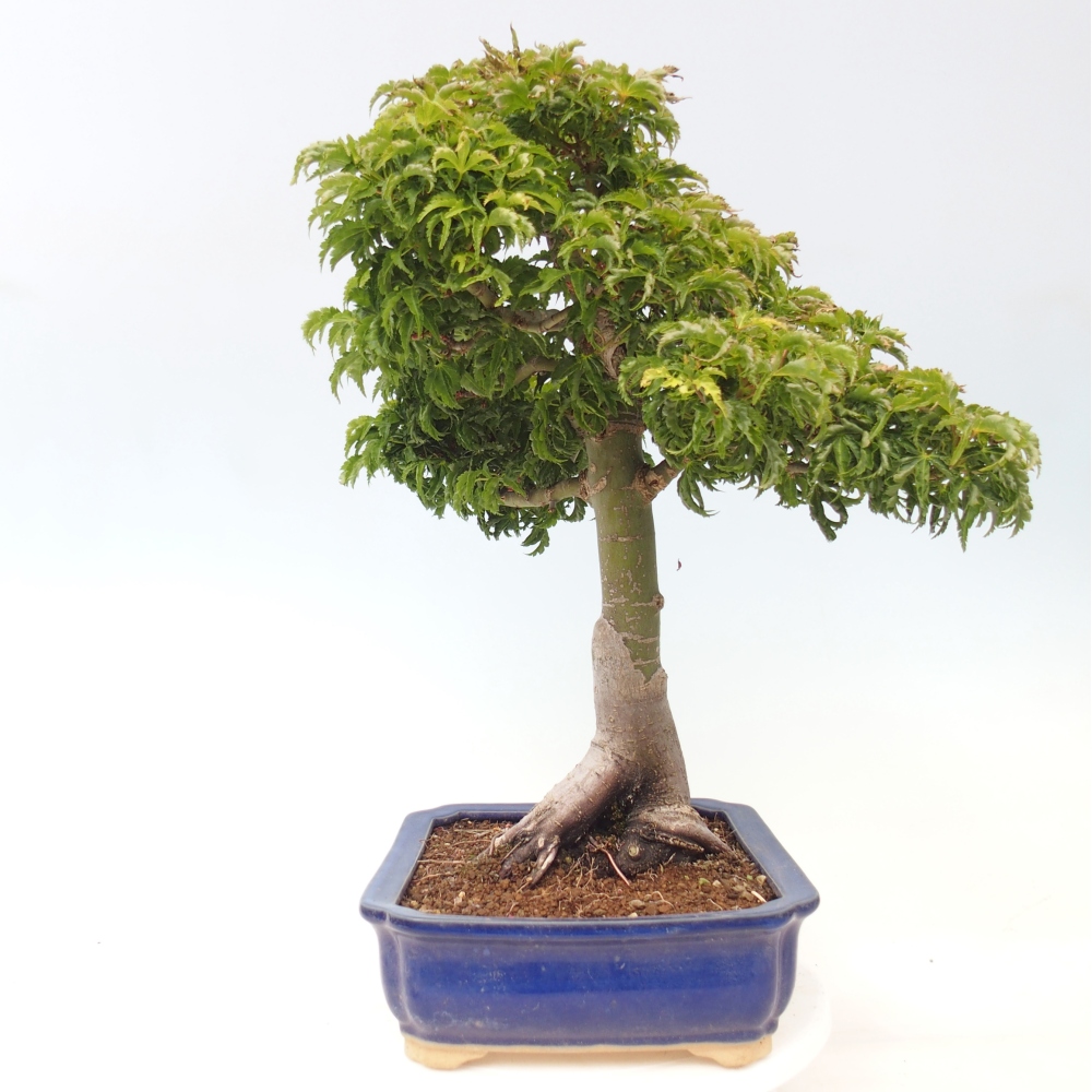 Bonsai voor buiten -Javor palm Acer palmatum Shishigashira