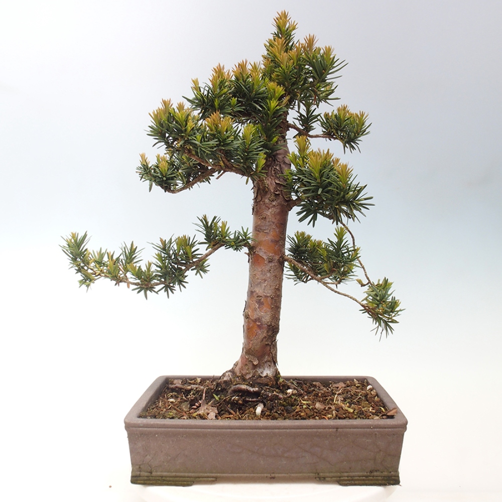 Bonsai voor buiten - Taxus cuspidata - Japanse Taxus