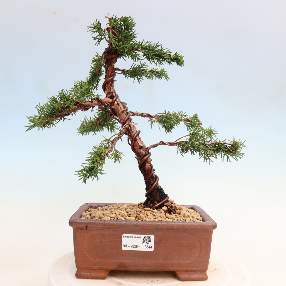 Bonsai voor buiten - Juniperus chinensis Kishu