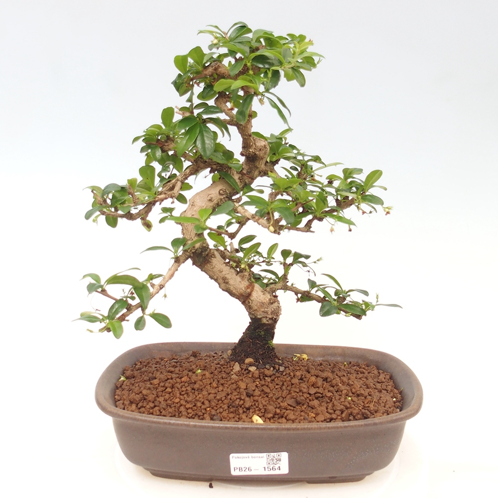 Kamerbonsai - Carmona macrophylla - Thee fuki