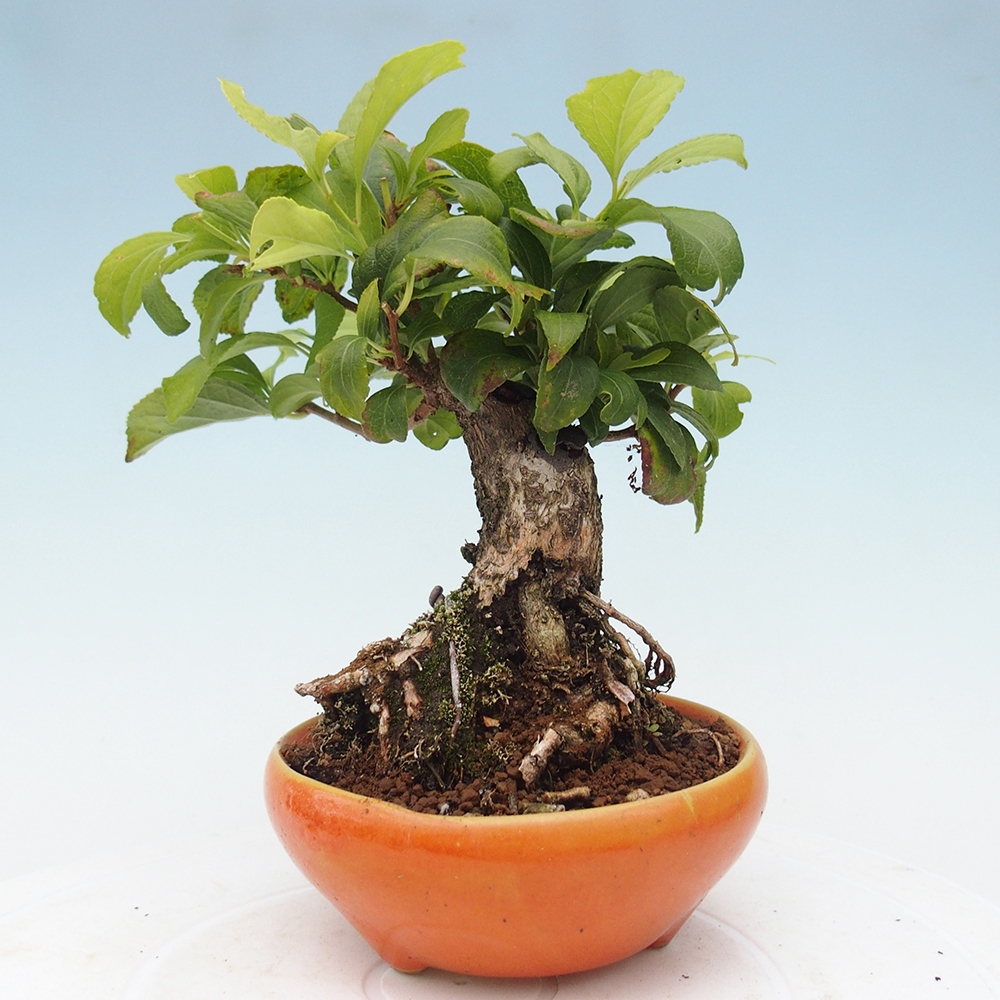 Bonsai voor buiten - Celastrus orbiculatus