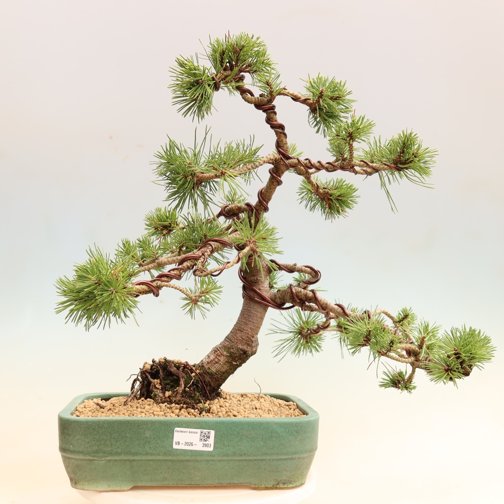Bonsai voor buiten - Pinus mugo Humpy  - Bergden
