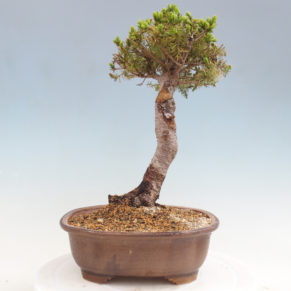 Bonsai voor buiten - Gewone spar - Picea glauca globe