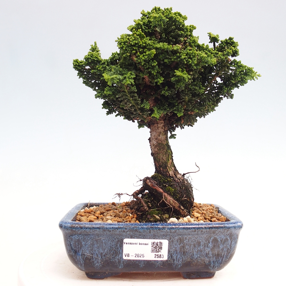 Bonsai voor buiten - Cham. obtusa SEKKA HINOKI - Cipres