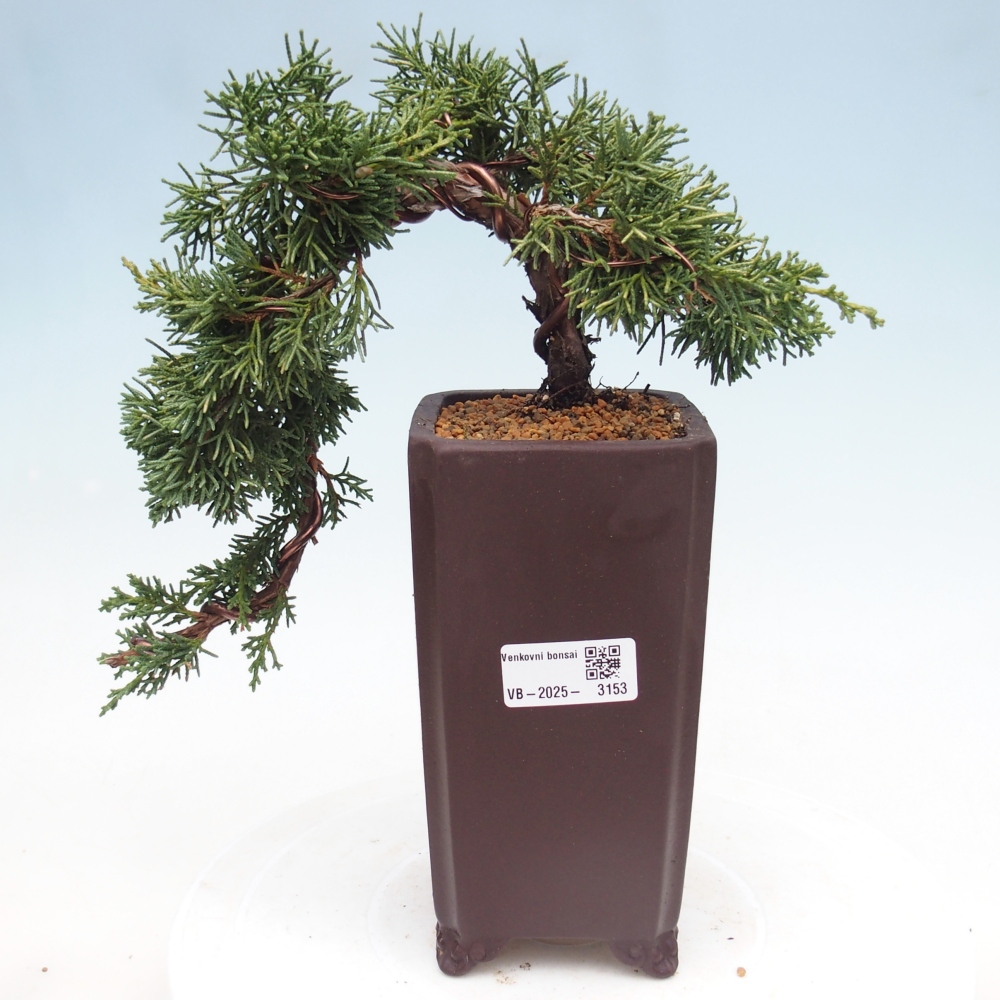Bonsai voor buiten - Juniperus chinensis Kishu