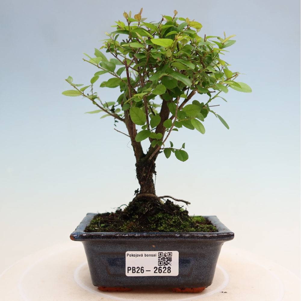Kamerbonsai - Sageretia thea - Sageretia thea