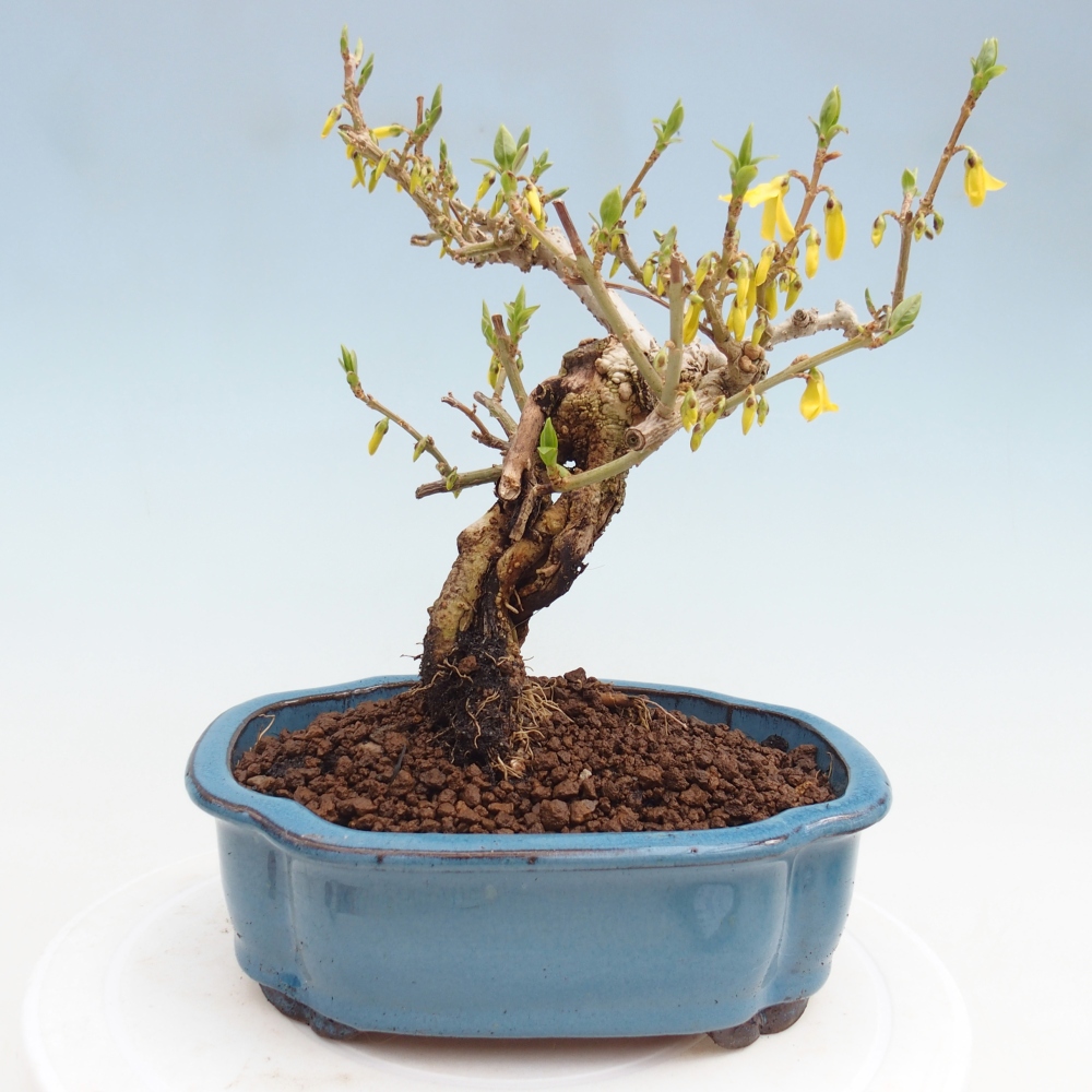 Bonsai voor buiten - Zlatice - Forsythia koreana