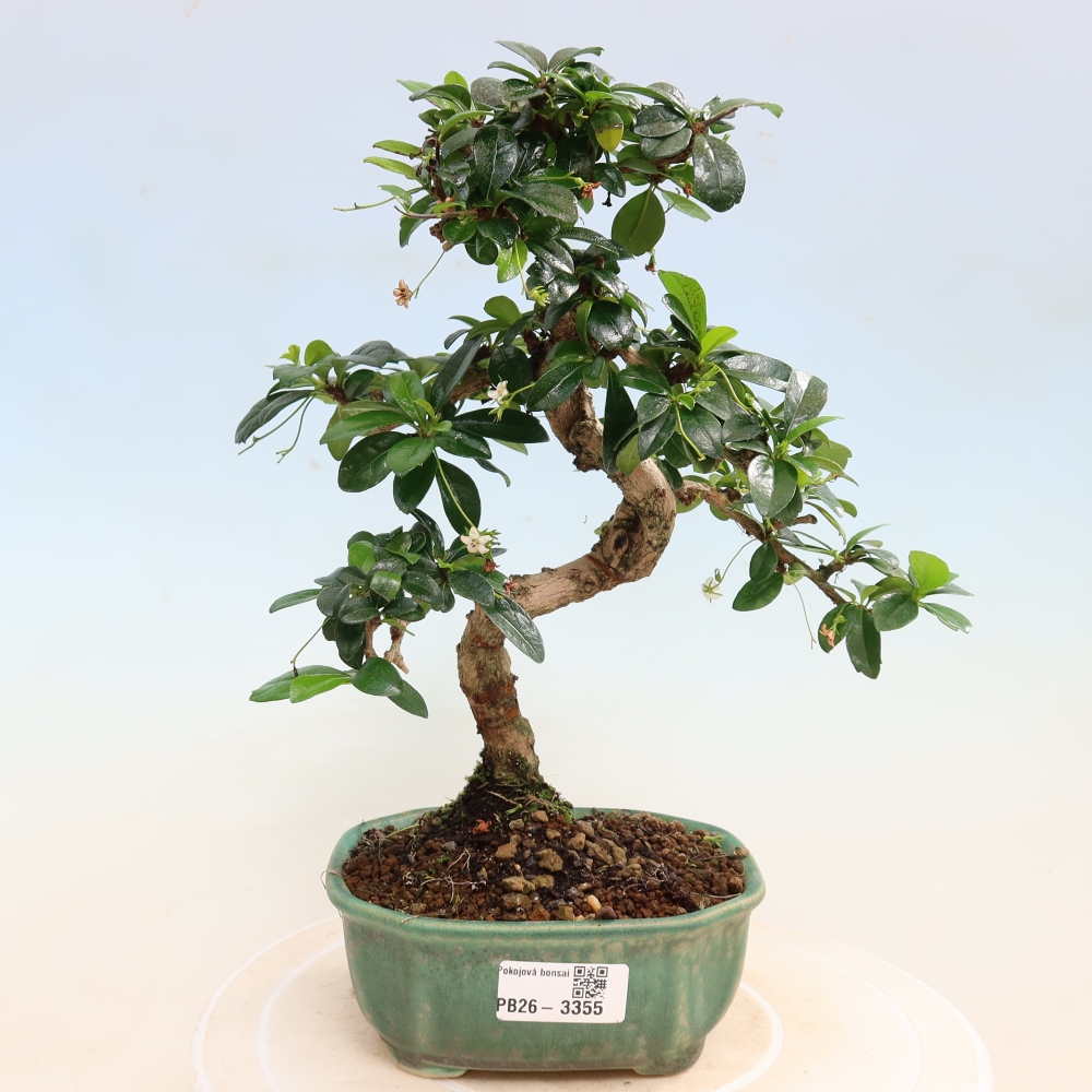 Kamerbonsai - Carmona macrophylla - Thee fuki