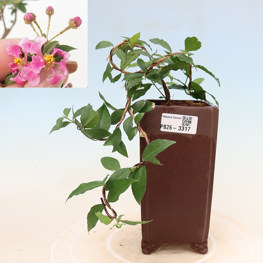 Kamerbonsai - Barbados-kers (Malpighia glabra) 