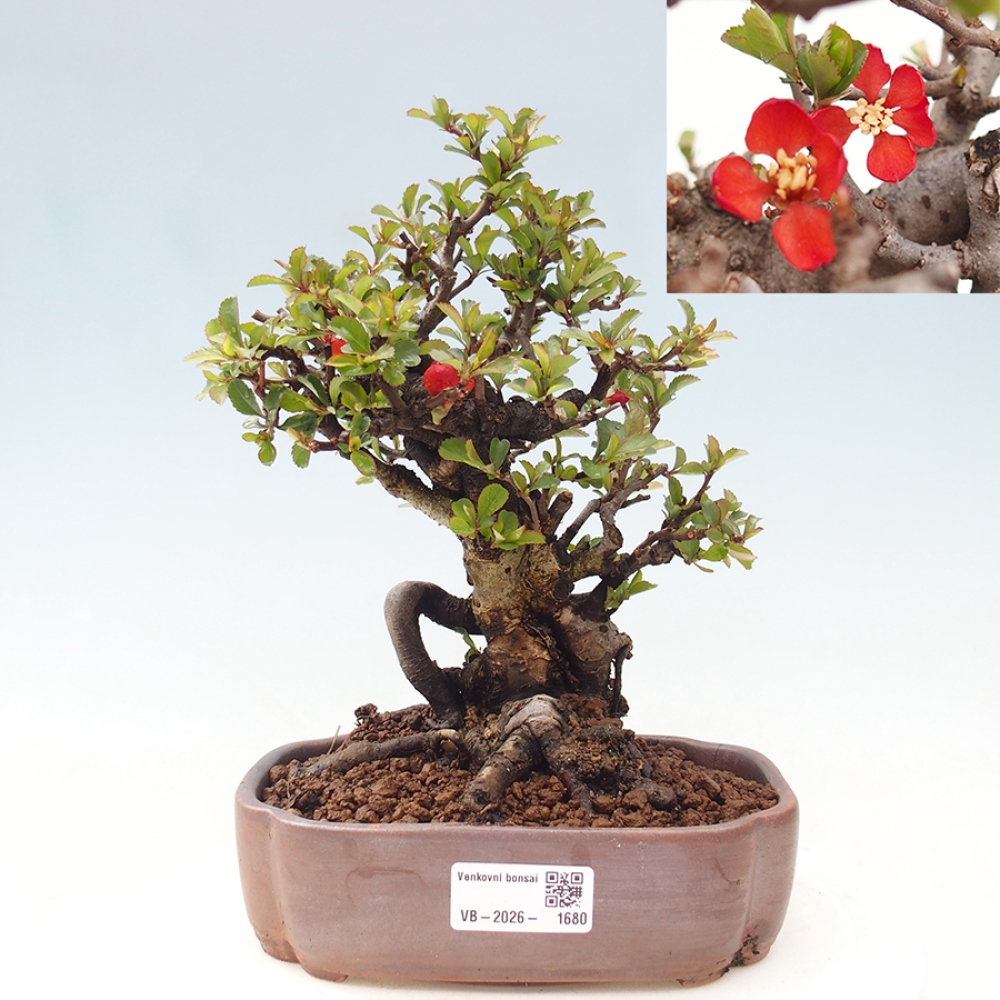 Bonsai voor buiten - Chaneomeles speciosa - Kweepeer