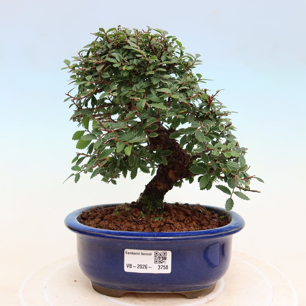 Bonsai voor buiten - Zelkova - Zelkova NIRE