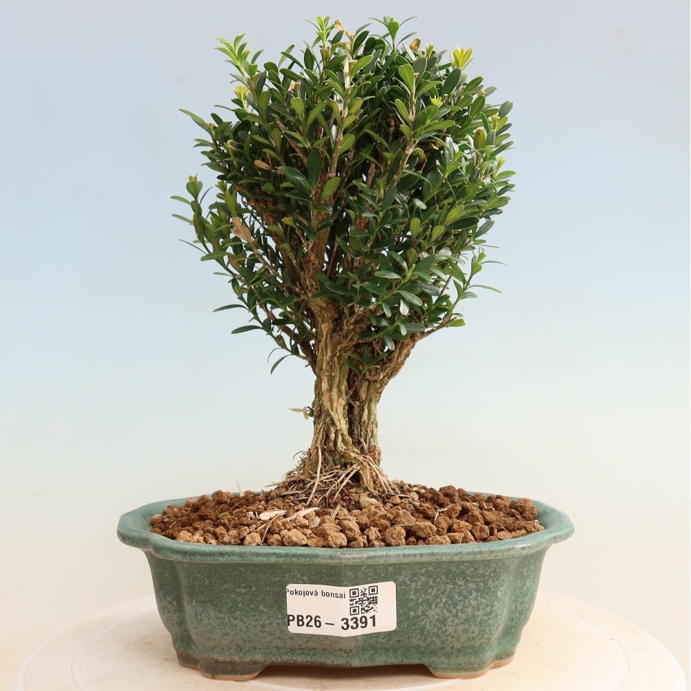 Kamerbonsai - Buxus harlandii - kurk buxus