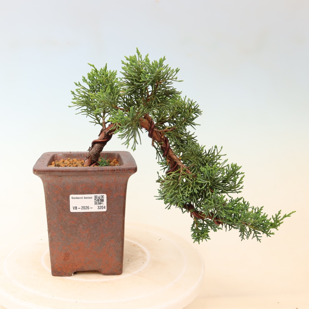 Bonsai voor buiten - Juniperus chinensis Kishu