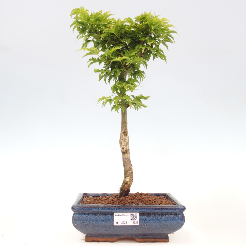 Bonsai voor buiten -Javor palm Acer palmatum Shishigashira