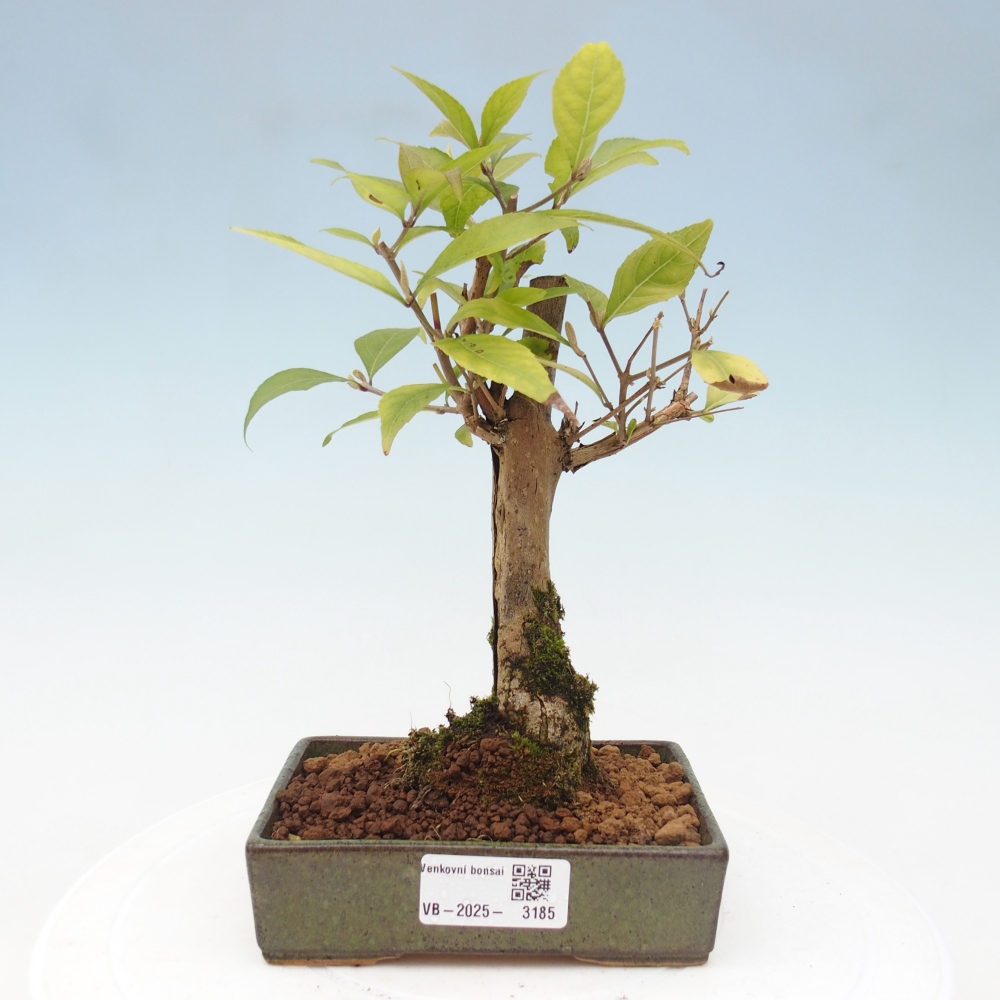 Bonsai voor buiten - Callicarpa japonica