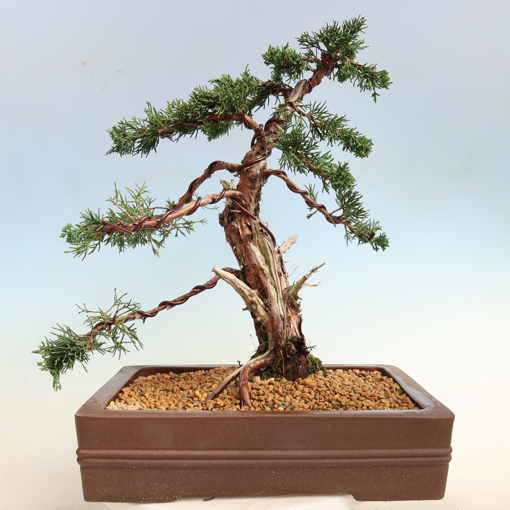 Bonsai voor buiten - Juniperus chinensis Kishu