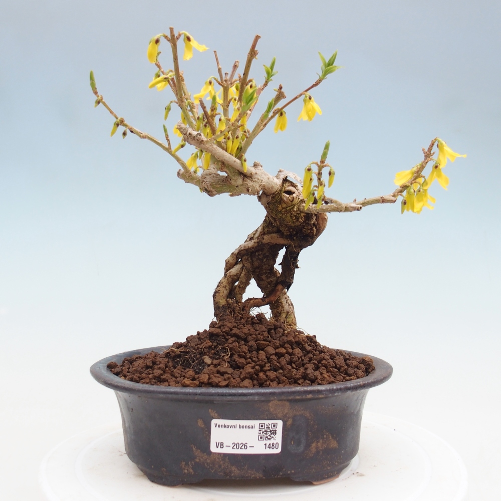 Bonsai voor buiten - Zlatice - Forsythia koreana