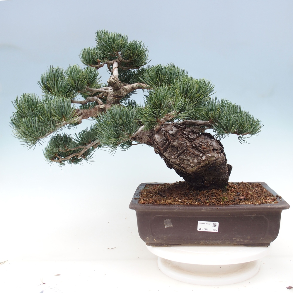 Bonsai voor buiten - Pinus parviflora - Pinus parviflora