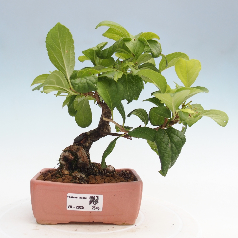 Bonsai voor buiten - Celastrus orbiculatus