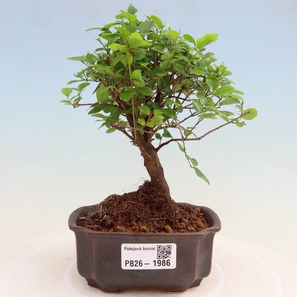 Kamerbonsai - Sageretia thea - Sageretia thea