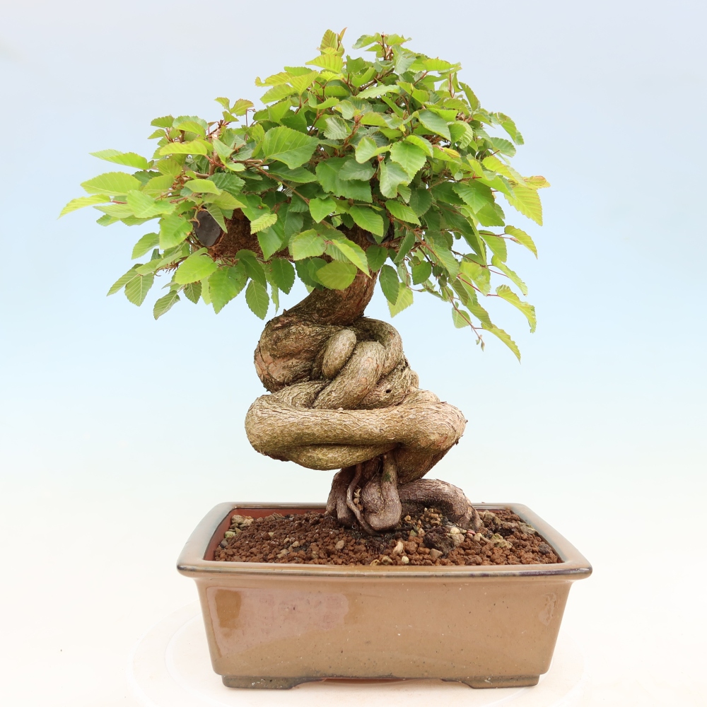 Bonsai voor buiten -Carpinus Coreana - Koreaanse haagbeuk