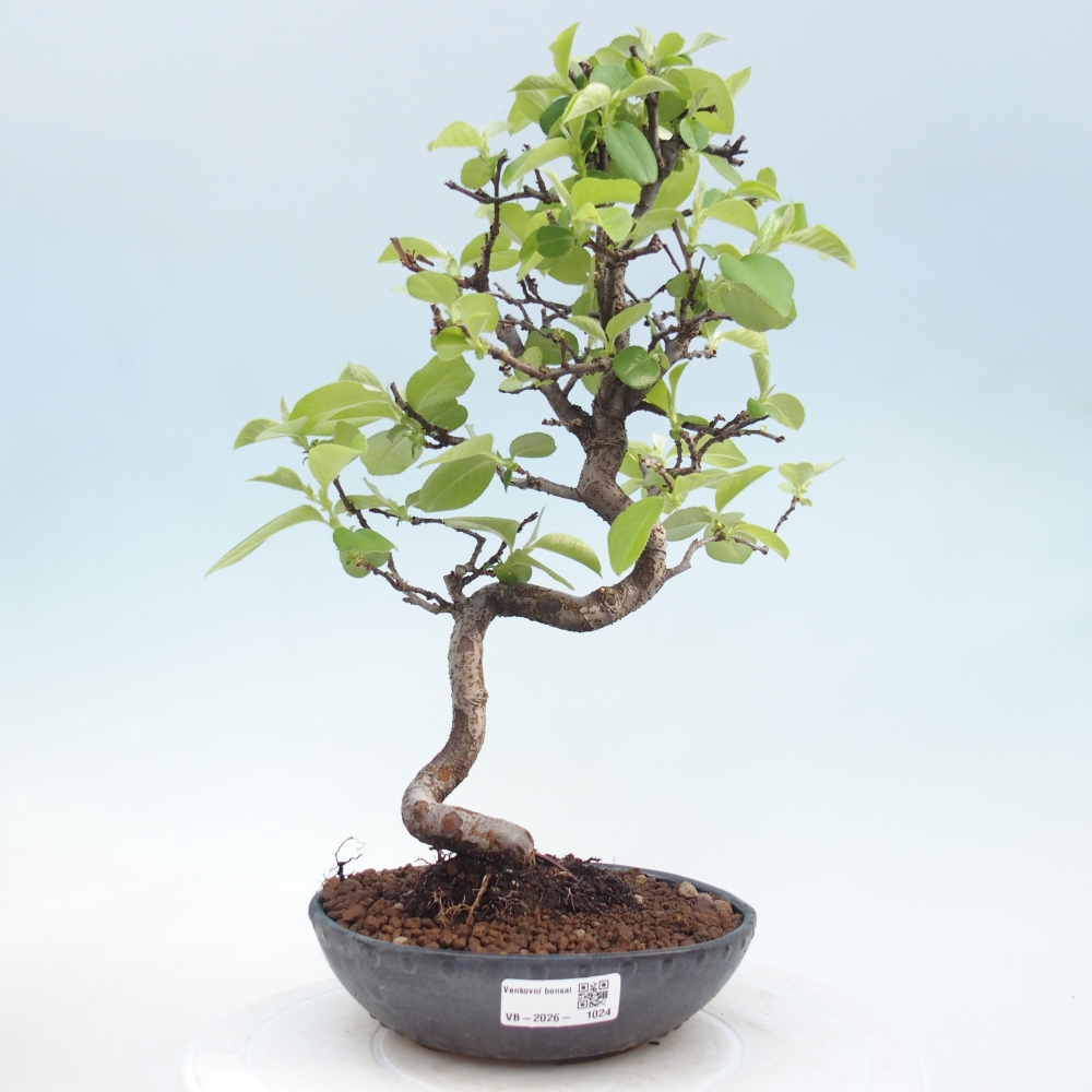 Bonsai voor buiten - Chaneomeles chinensis