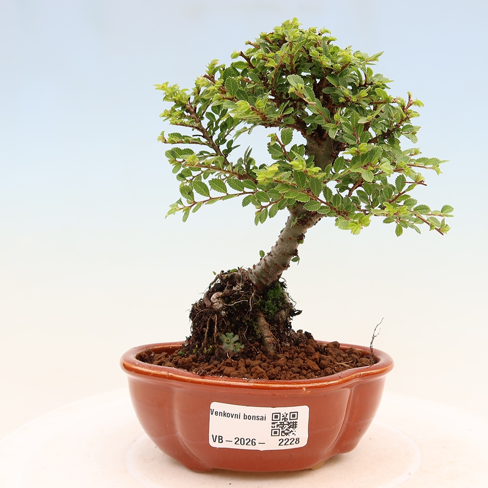 Bonsai voor buiten - Ulmus parvifolia Sagei - Kleinbladige iep