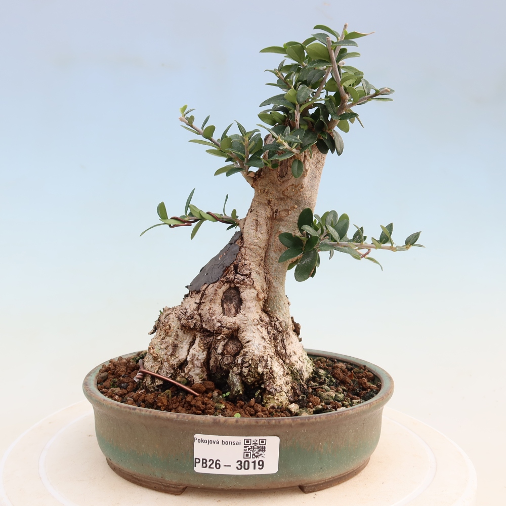 Bonsai voor binnen - Olea europaea sylvestris