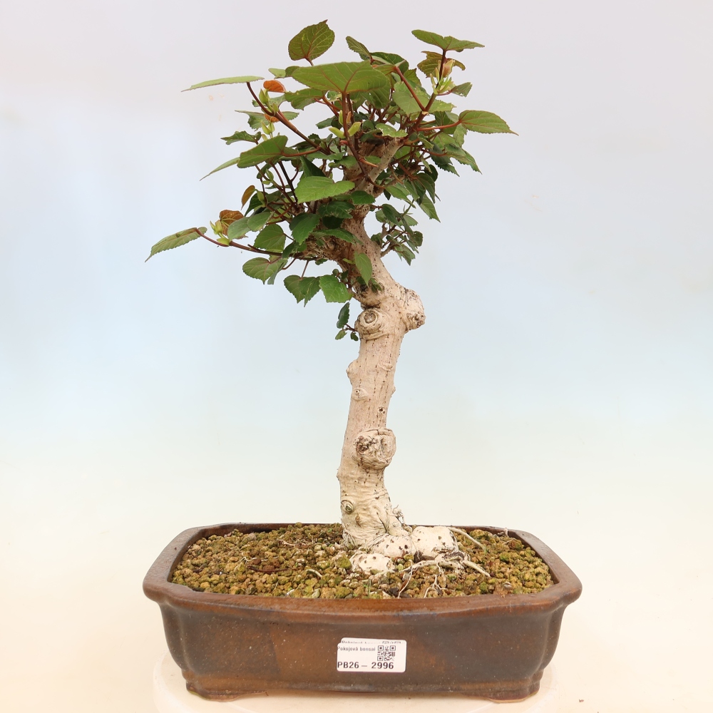 Bonsai voor binnen - Hibiscus tiliaceus - Zee Hibiscus