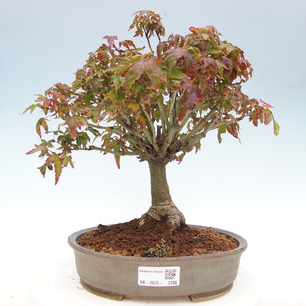 Acer palmatum KIOHIME - Palmeta-esdoorn