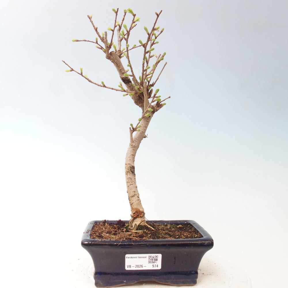Bonsai voor buiten -Pseudolarix amabis-Pseudolarix amabis