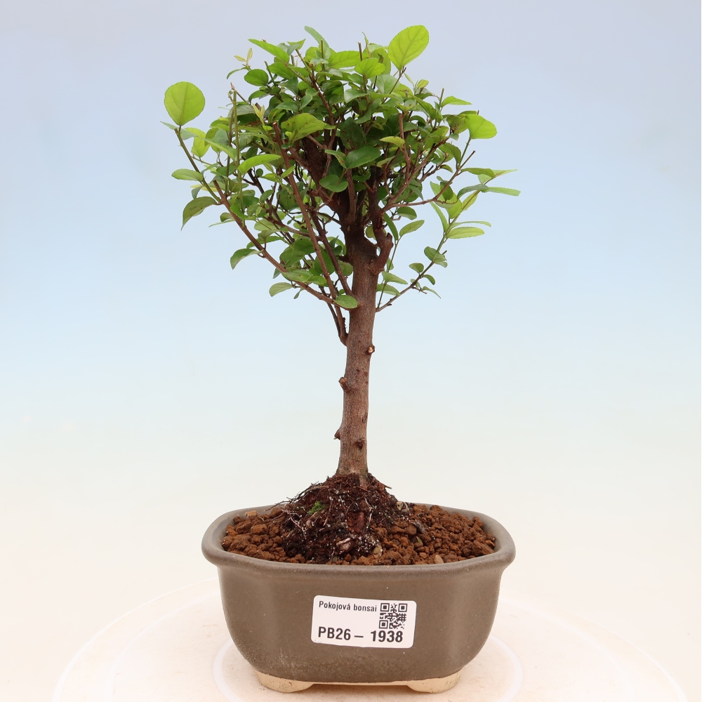 Kamerbonsai - Sageretia thea - Sageretia thea
