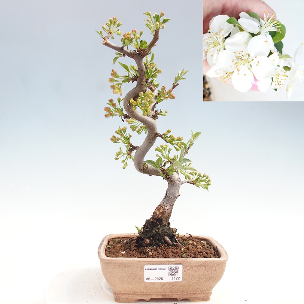 Bonsai voor buiten - Malus sargentii - Appelboom met kleine vruchten