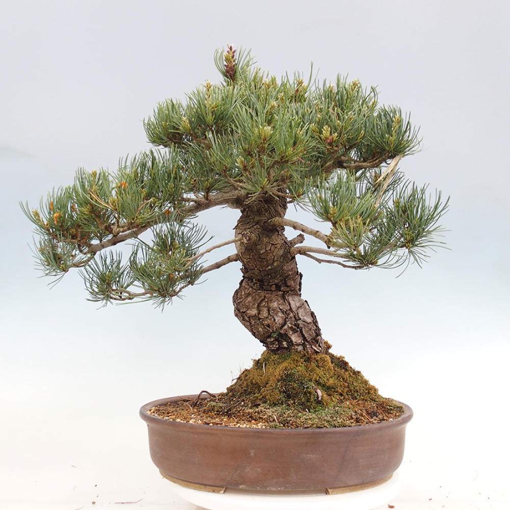 Bonsai voor buiten - Pinus parviflora - Pinus parviflora