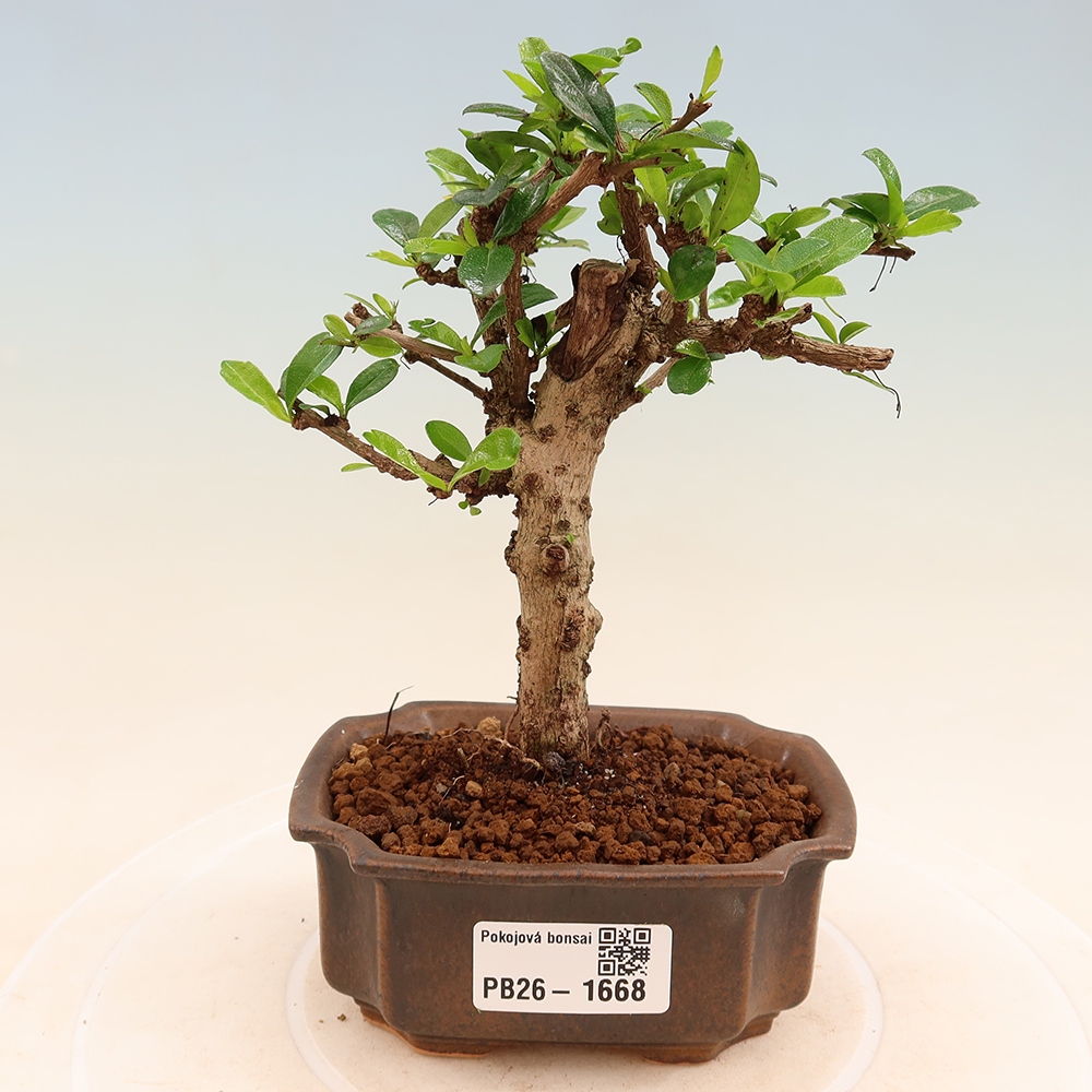 Kamerbonsai - Carmona macrophylla - Thee fuki