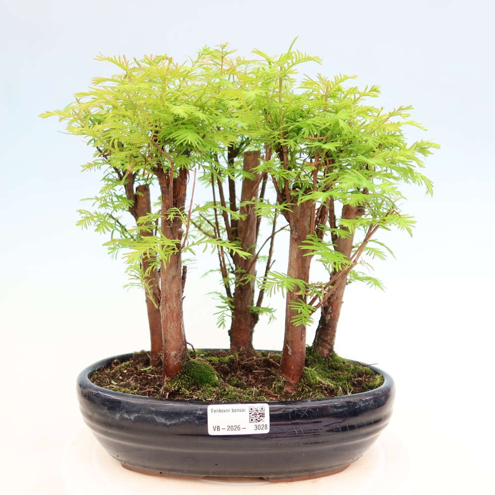 Buitenbonsai - Metasequoia glyptostroboides - Chinese metasequoia - bosje