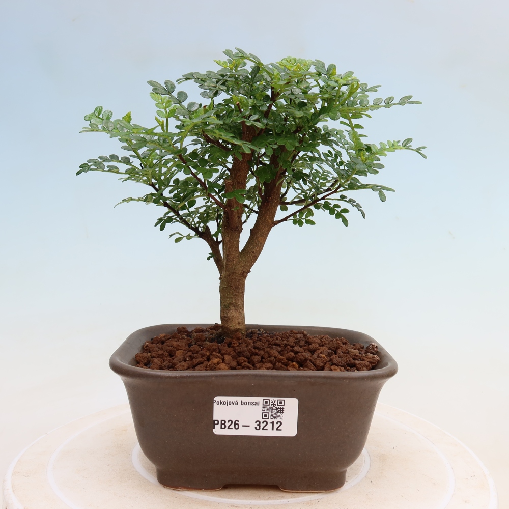 Kamerbonsai - Zantoxylum piperitum - peperboom