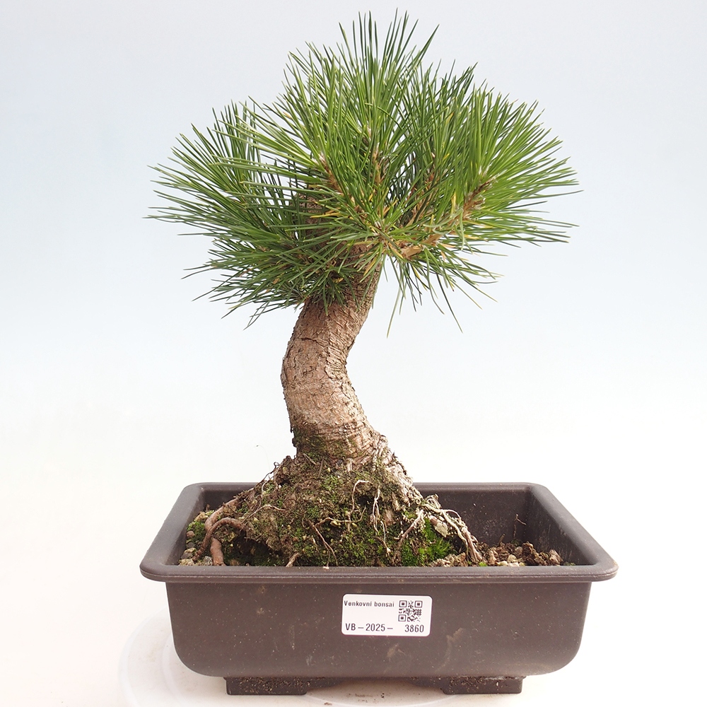 Bonsai voor buiten - Pinus thunbergii - Thunberg den