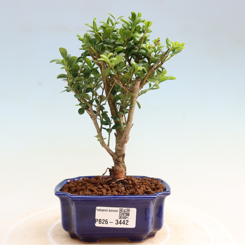 Kamerbonsai - Ilex crenata - Hulst